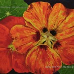 Nasturtium 1. Acrylic on Canvas.  24" x 18"<b style='font-size: 200%; color: red;'>SOLD</b>